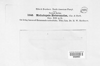 Meliolopsis heteromeles image